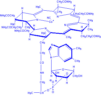 Vitamins and Coenzymes